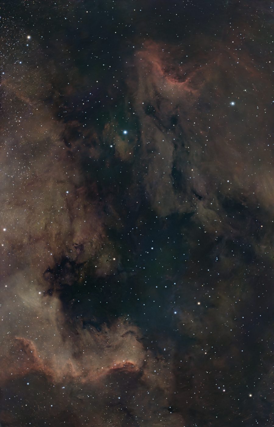The same NGC 7000 frame after processing: the North America Nebula in full colour with dust lanes and star colour
